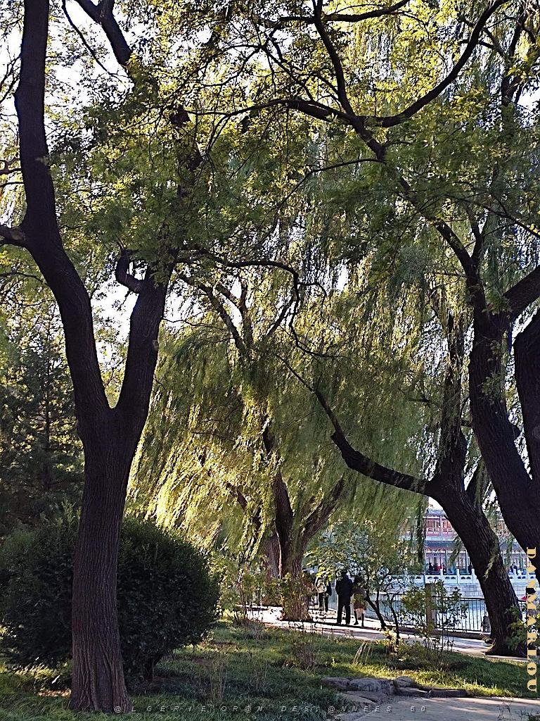 2023 11 PEKIN - PARC BEIHAI (15).jpg
